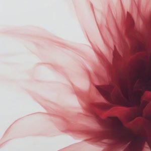 Sondra Bernstein's abstract red flower created using original photography and AI