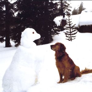 Ann Dowie's colored photograph of a Golden Retriever nose to nose with a snow dog